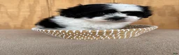 Teddy Bear dogs for sale: Fluffie - Ad 4