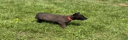 Belgian Malinois dogs for sale: Dover - Ad 3
