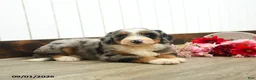 Aussiedoodle dogs for sale: Quaker  - Ad 3