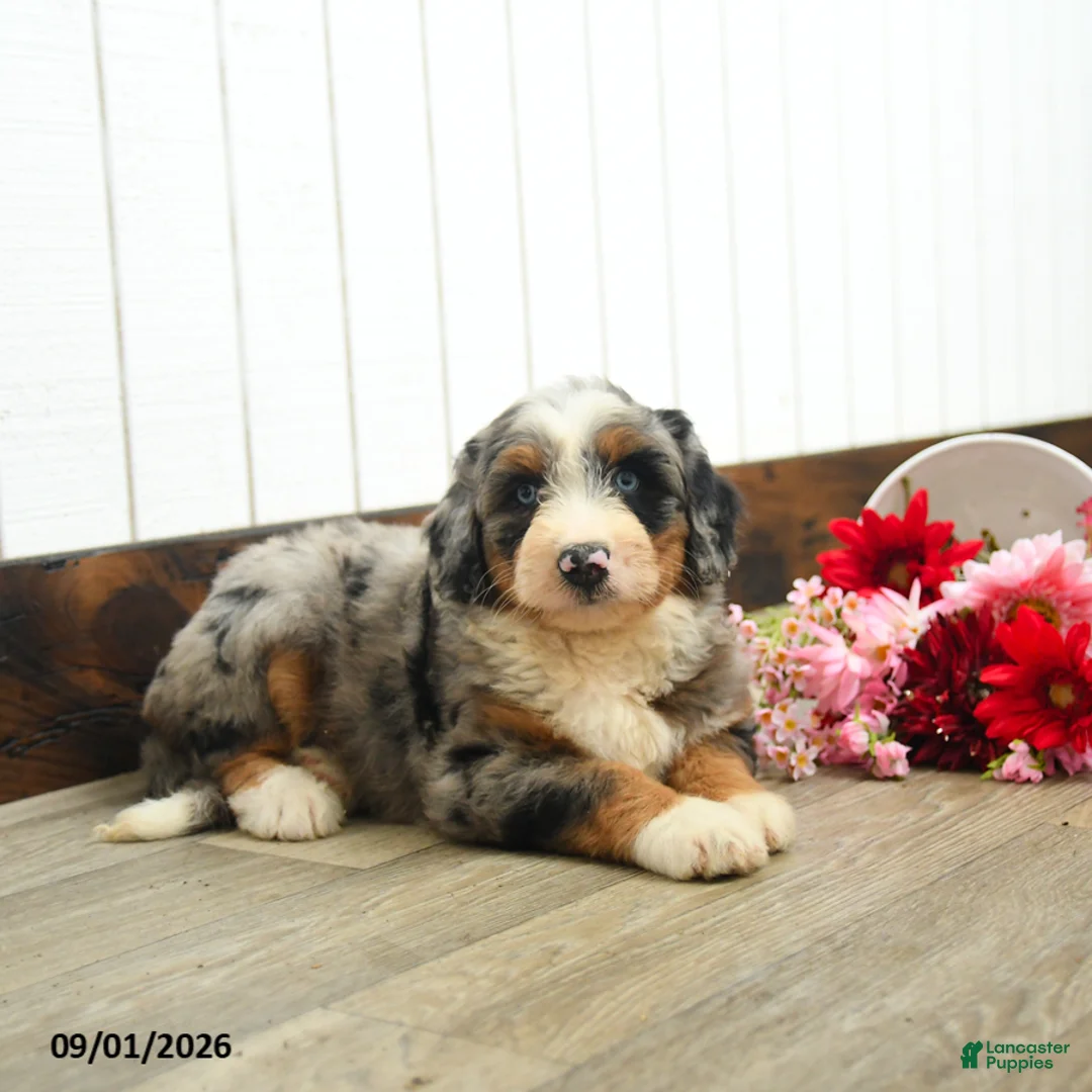 Aussiedoodle dogs for sale: Quaker  - Ad 3