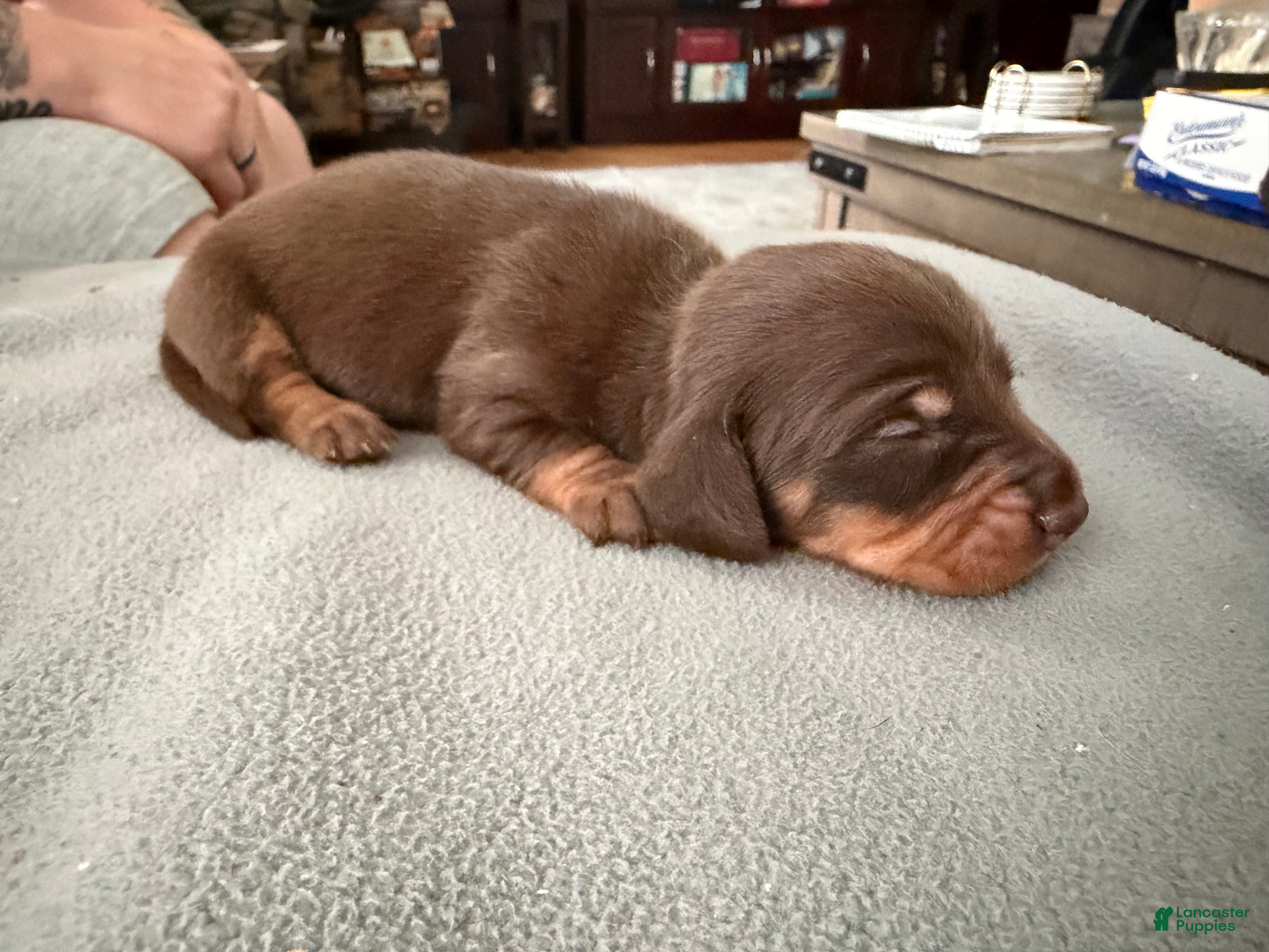 Miniature Dachshund dogs Champion Bred AKC import smooth - Ad 21