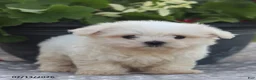 Maltese dogs for sale: Ann - Ad 3