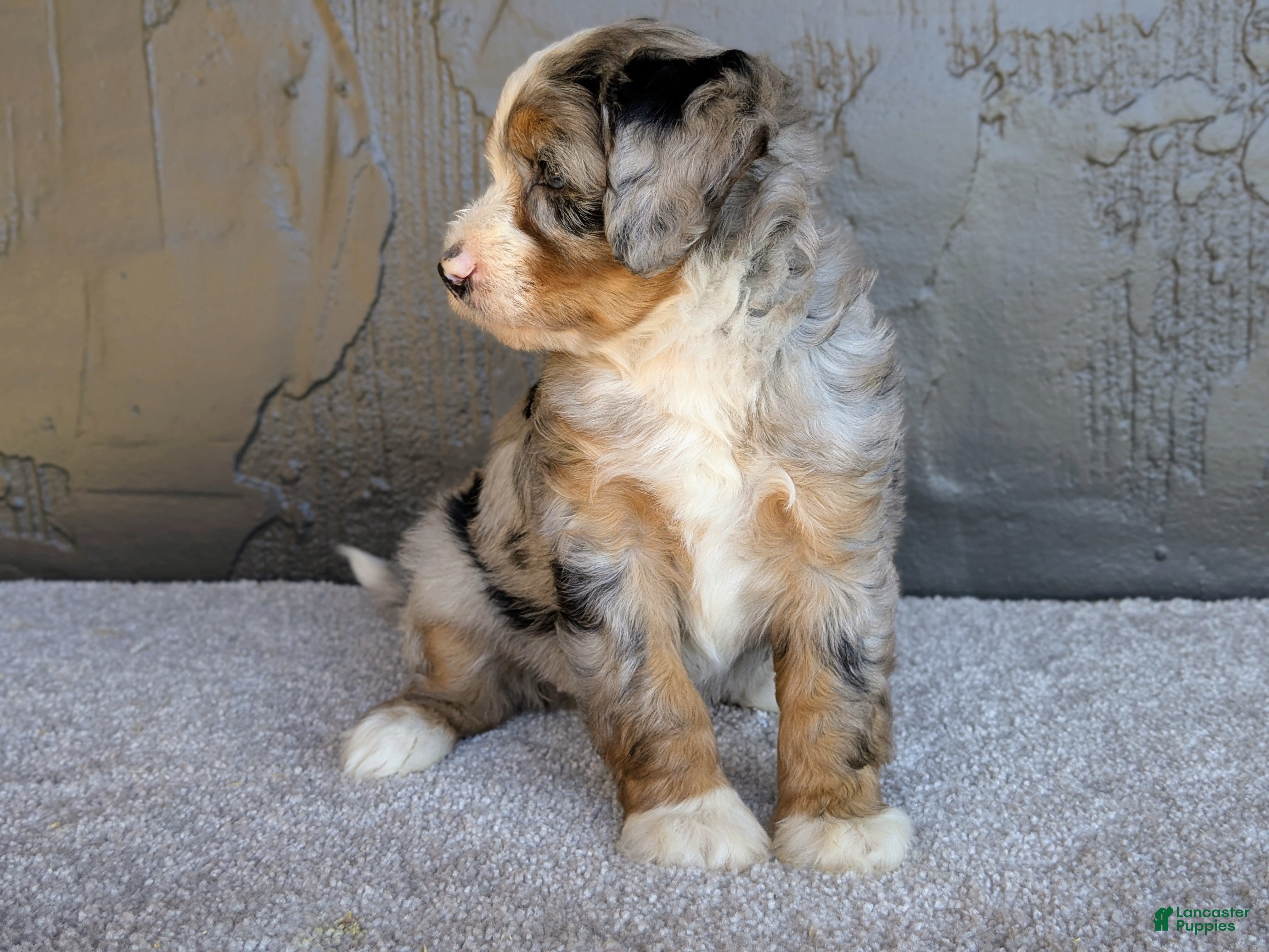 Mini Bernedoodle dogs Pipa - Ad 2