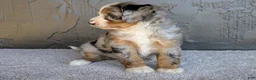 Mini Bernedoodle dogs for sale: Pipa - Ad 2