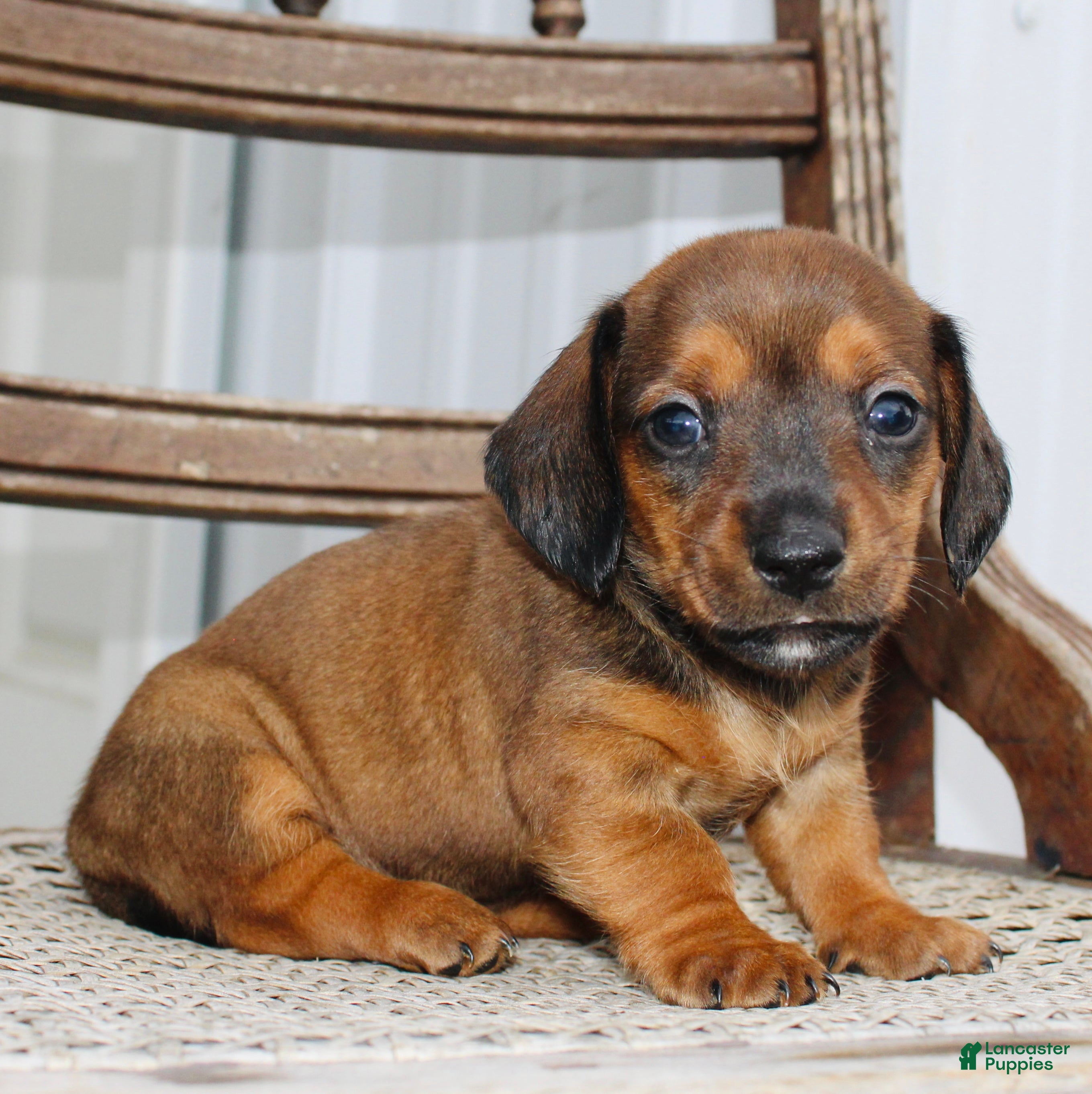 Miniature Dachshund dogs for sale: Ana - Ad 4