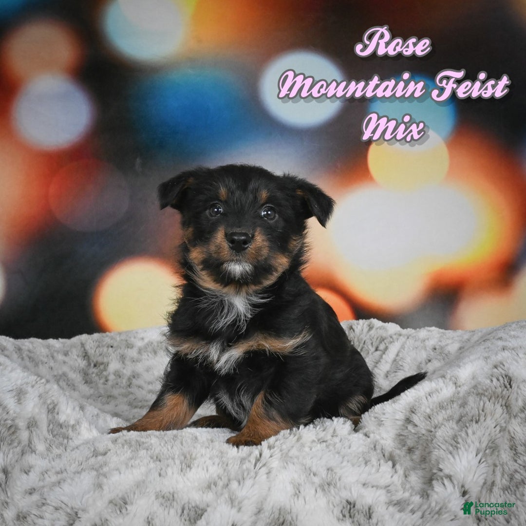 Mixed Breed dogs for sale: Rose - Ad 1