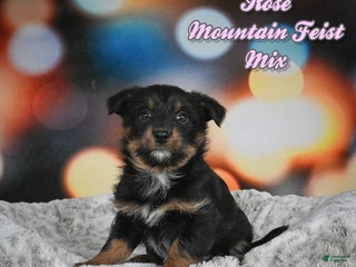 Mixed Breed dogs Rose - Ad 8