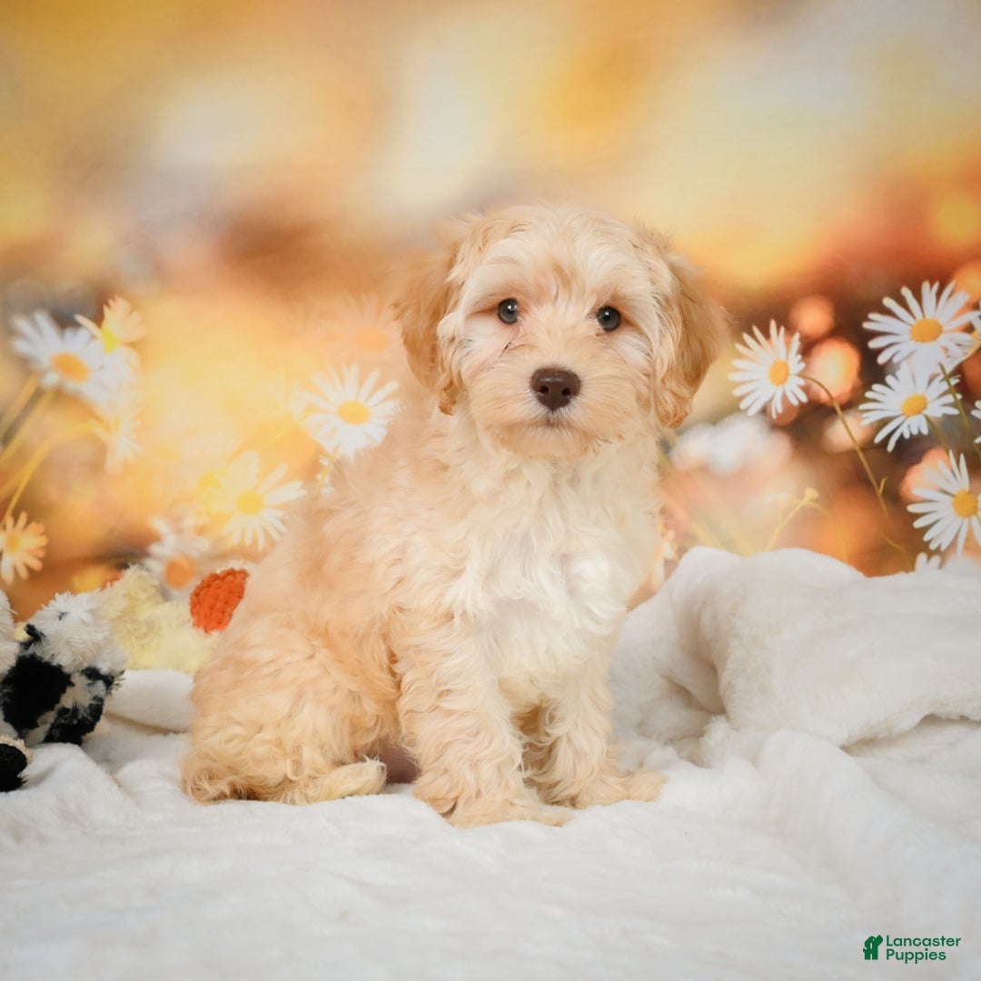 Cockapoo dogs for sale: Cabby - Ad 9