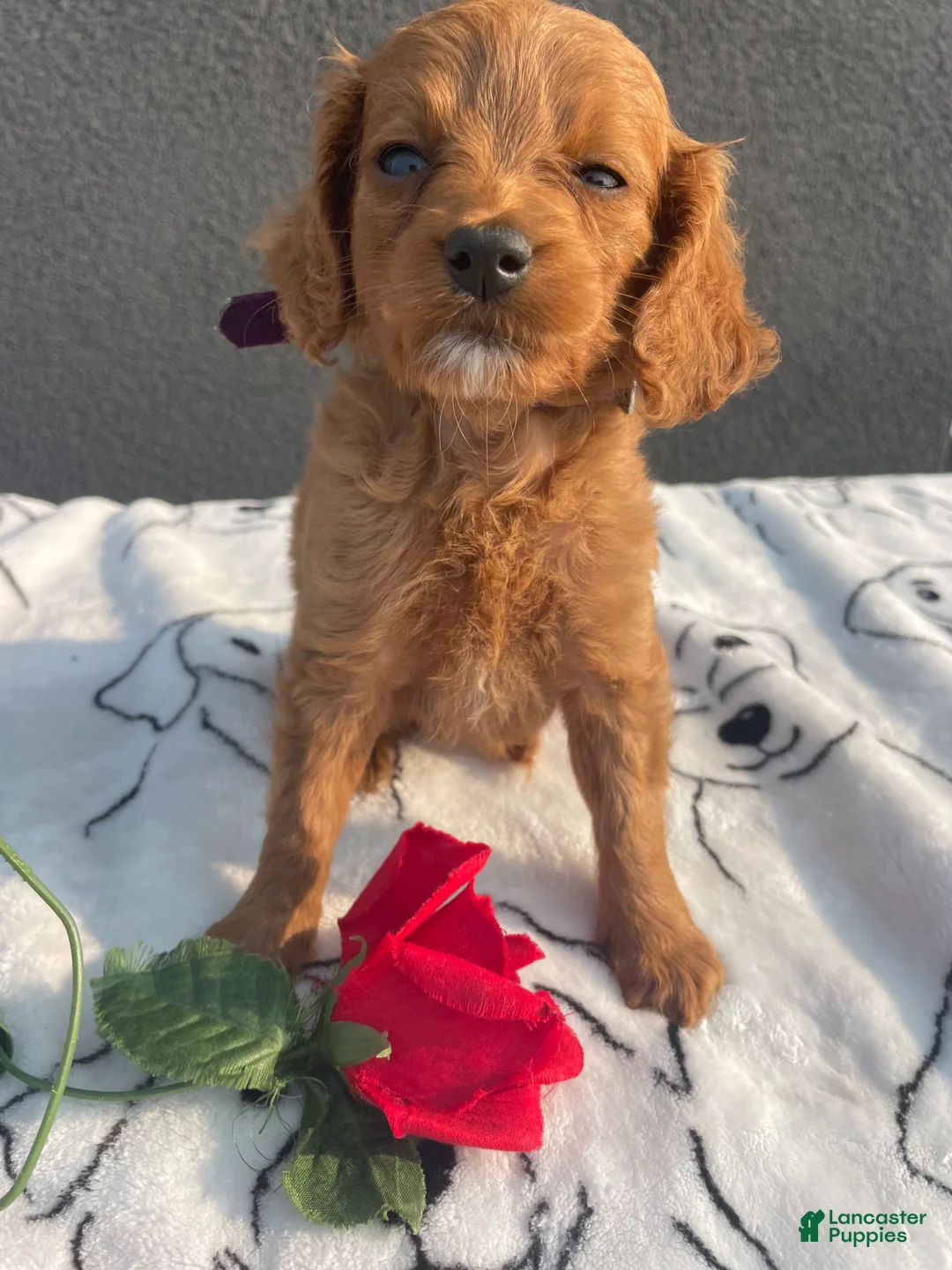 Mixed Breed dogs for sale: Lola - Ad 2
