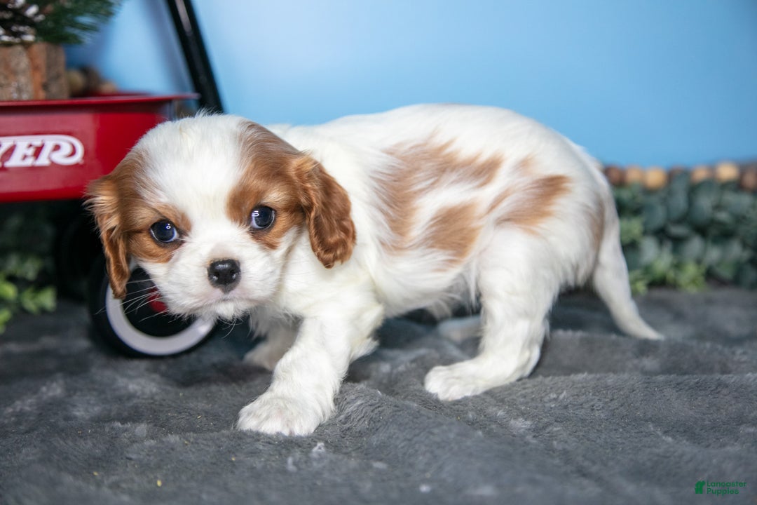 Cavalier King Charles Spaniel dogs for sale: Betty - Ad 2
