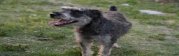 Miniature Schnauzer dogs for sale: Yoshi - Ad 13