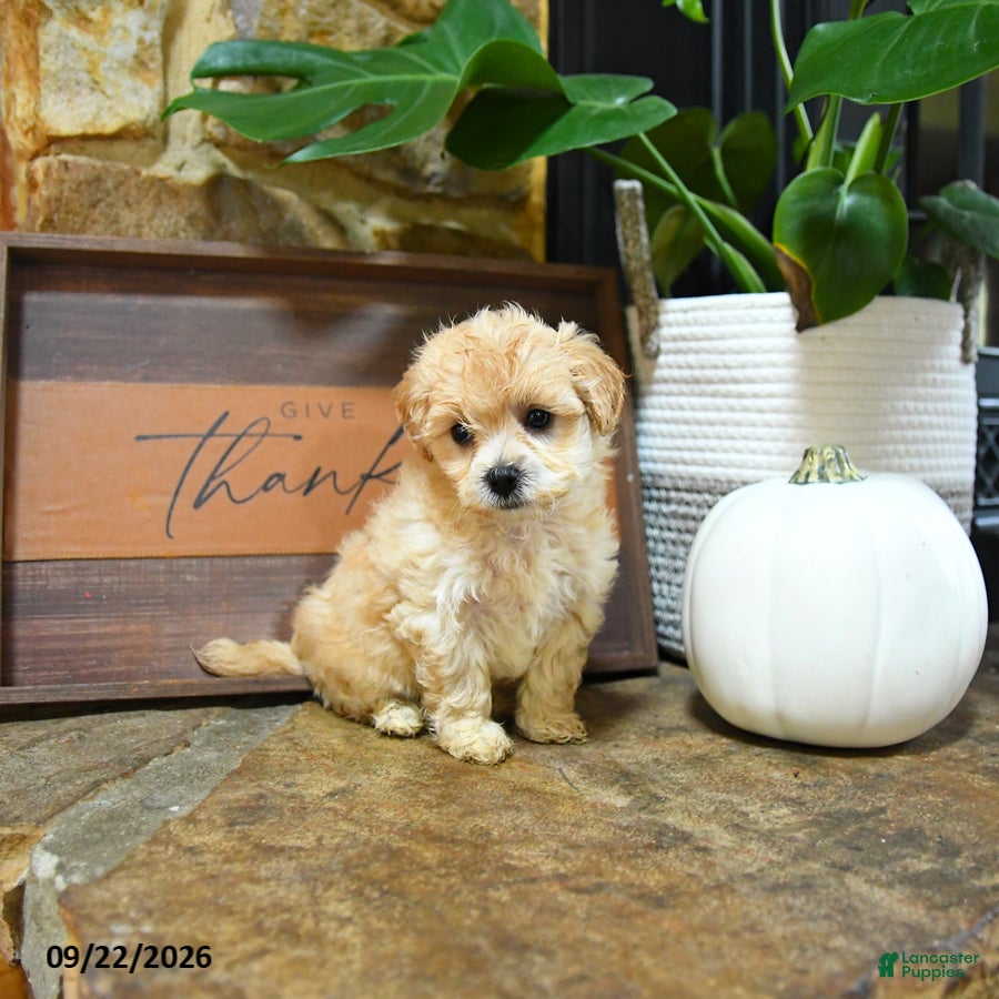 Maltipoo dogs Xavier - Ad 2