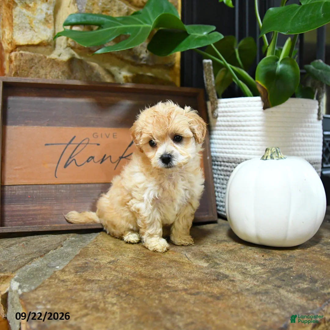 Maltipoo dogs for sale: Xavier - Ad 2
