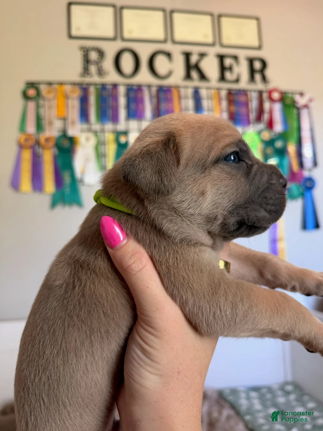 Cane Corso dogs for sale: Cane Corso Male 5 (Neon) - Ad 1