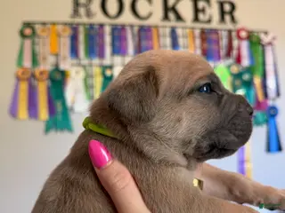 Cane Corso dogs Cane Corso Male 5 (Neon) - Ad 2