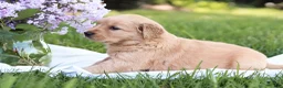 Golden Retriever dogs for sale: Golden Retriever Puppy 5 - Ad 4