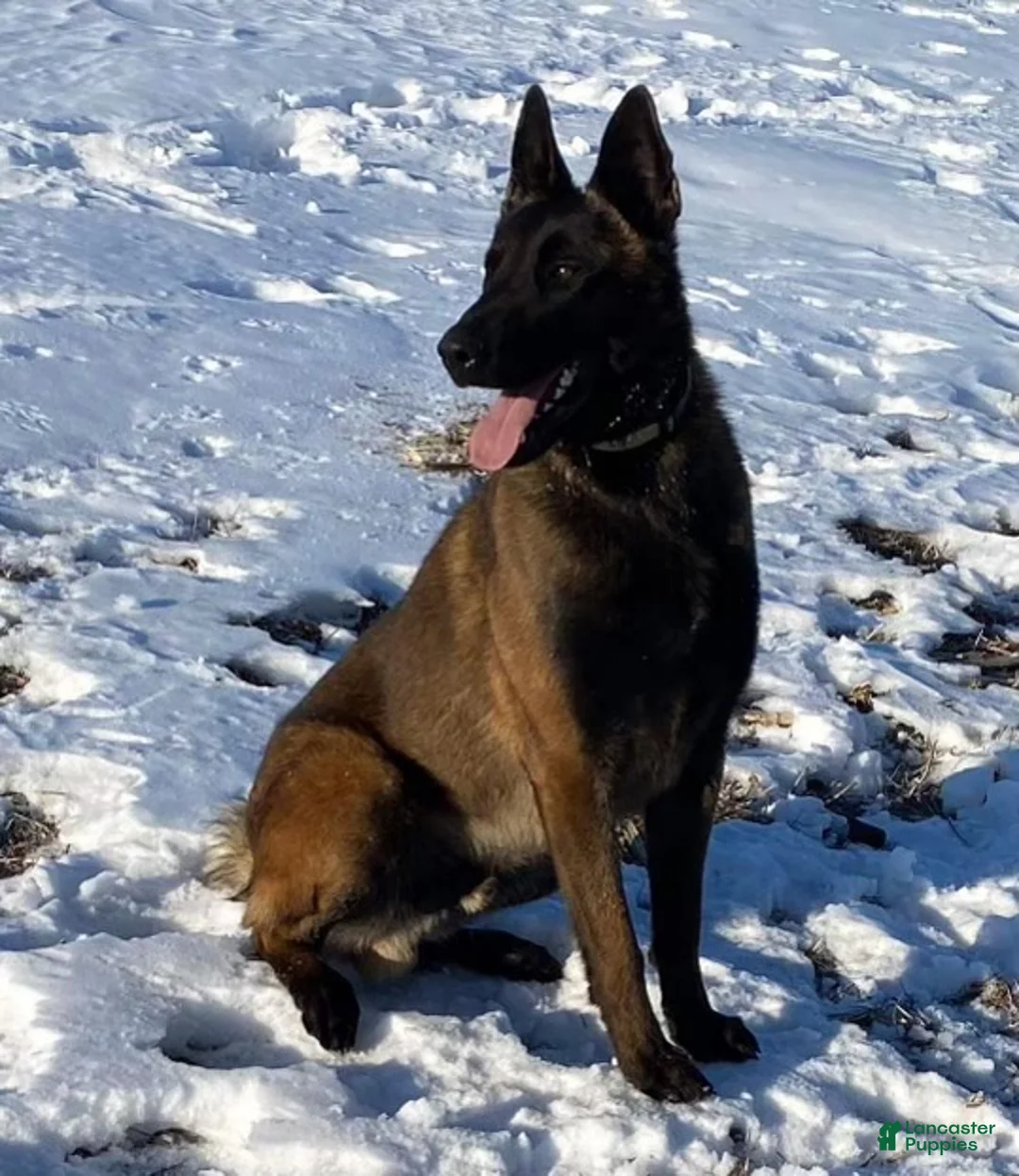 Belgian Malinois dogs for sale: Belgian Malinois Puppy 2 - Ad 3