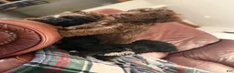 Whoodle dogs for sale: Whoodle Puppy 4 - Ad 1
