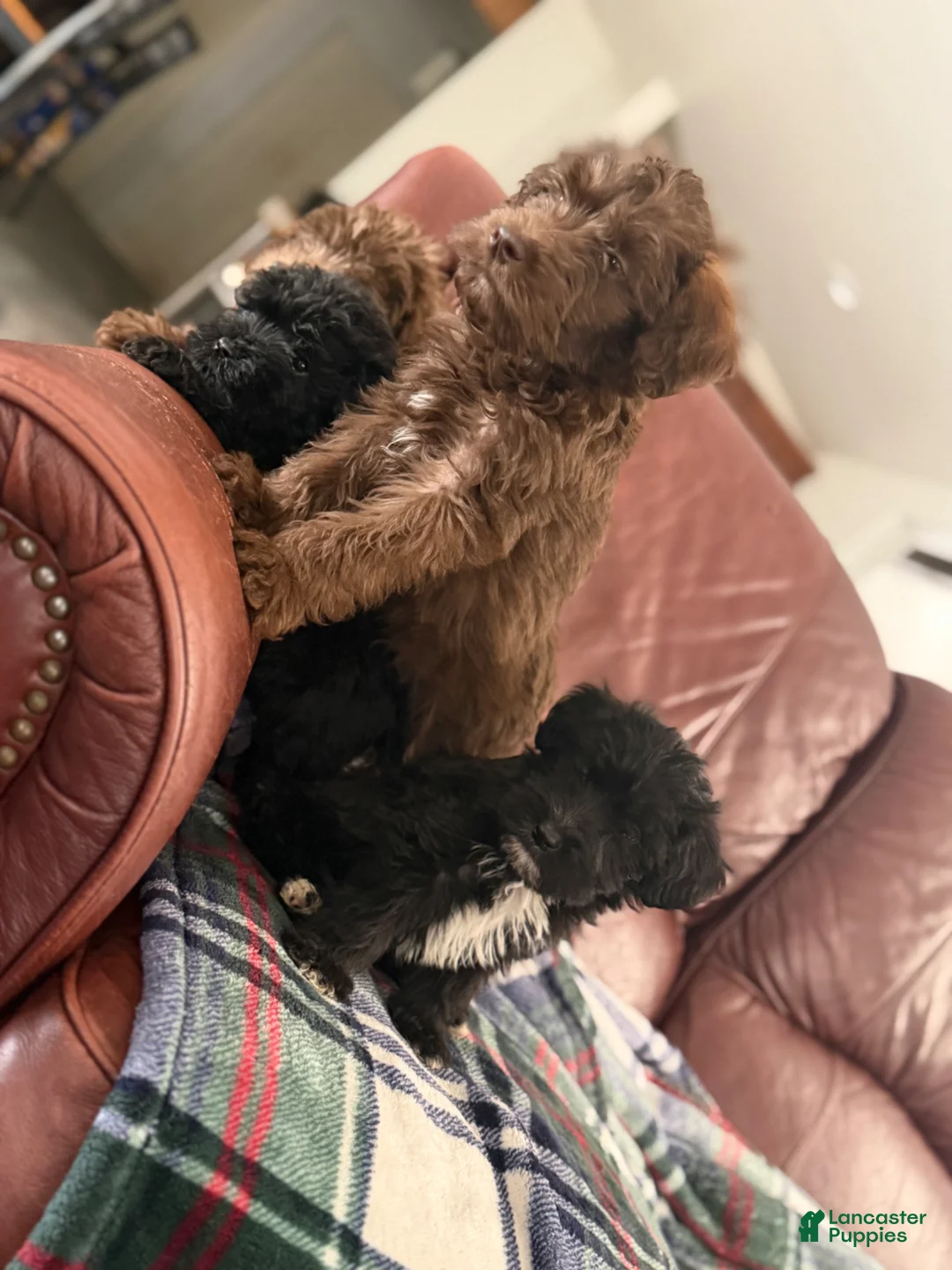 Whoodle dogs for sale: Whoodle Puppy 4 - Ad 1