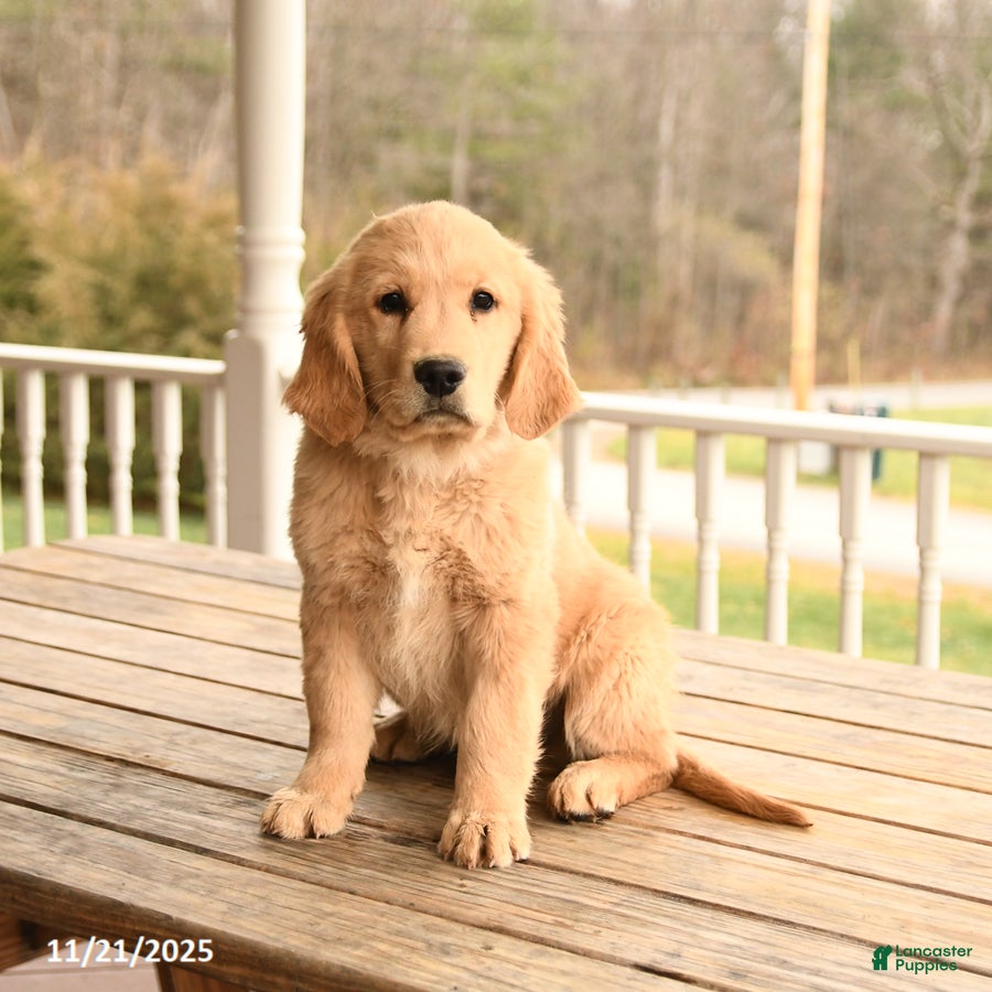 Golden Retriever dogs Walnut - Ad 38