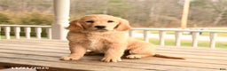Golden Retriever dogs for sale: Walnut - Ad 1