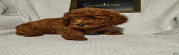 Mini Goldendoodle dogs for sale: Sunshine - Ad 3
