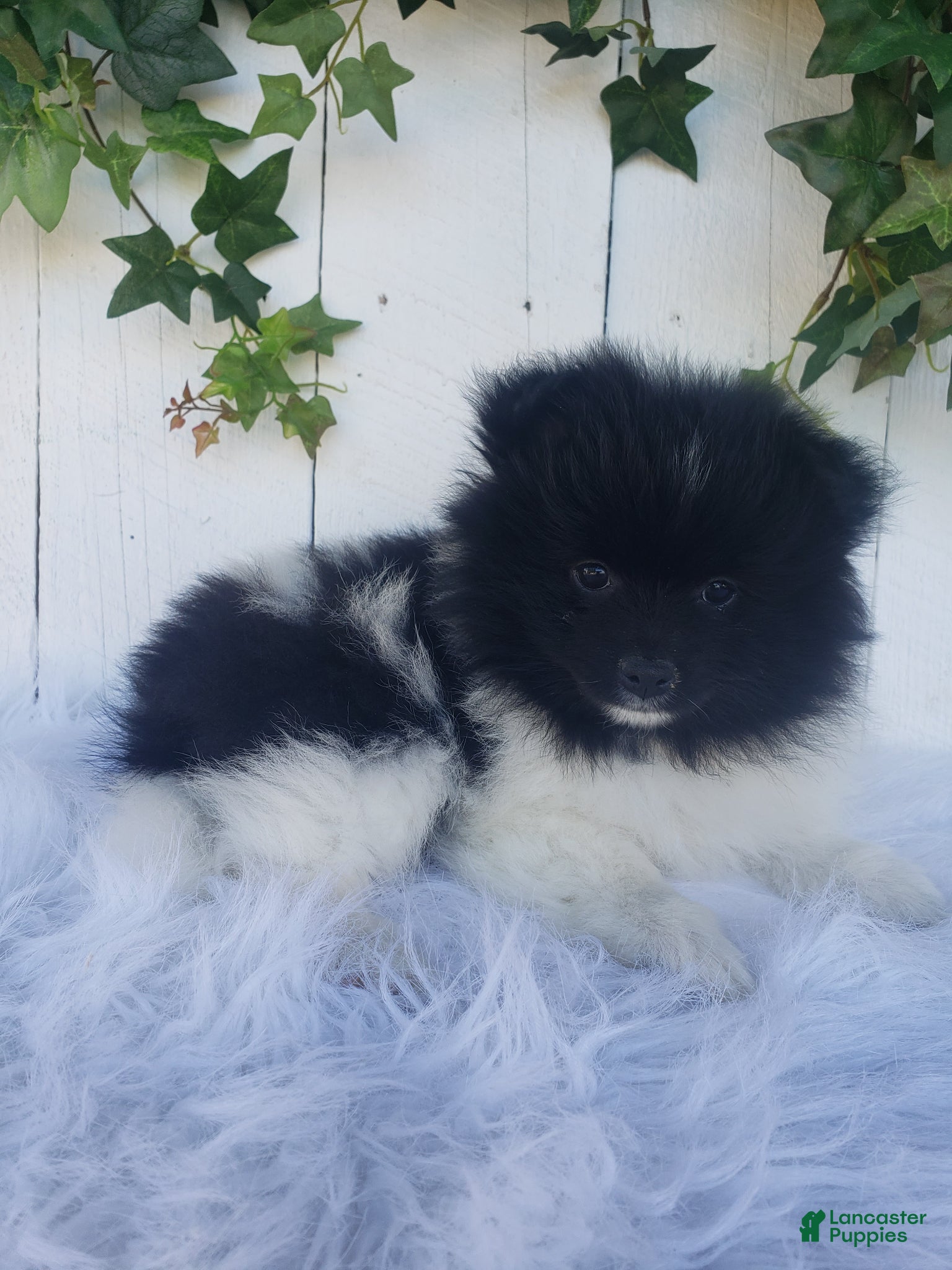 Pomeranian dogs Teddy  - Ad 1
