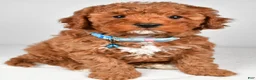 Cavapoo dogs for sale: Blaze f one b - Ad 2