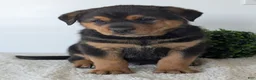 Mixed Breed dogs for sale: Phoenix  - Ad 7