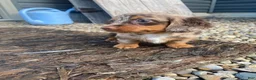 Miniature Dachshund dogs for sale: Nora - Ad 11