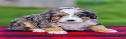 Mini Aussiedoodle dogs for sale: Baxter - Ad 3