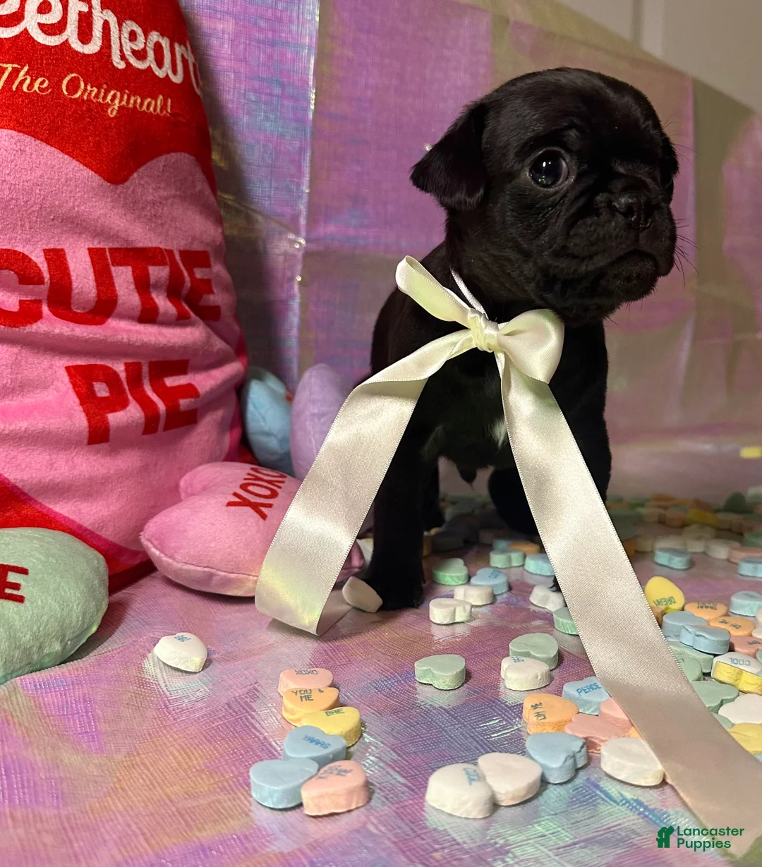 Pug dogs for sale: Cocoa - Ad 2
