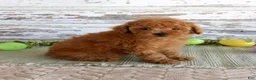 Toy Poodle dogs for sale: Kibble - Ad 3