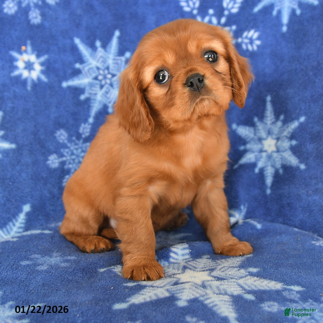 Cavalier King Charles Spaniel dogs for sale: Nicholes - Ad 4