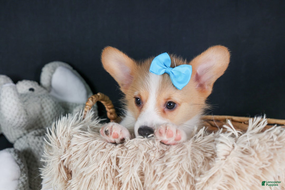 Welsh Corgi Pembroke dogs for sale: Ike - Ad 9