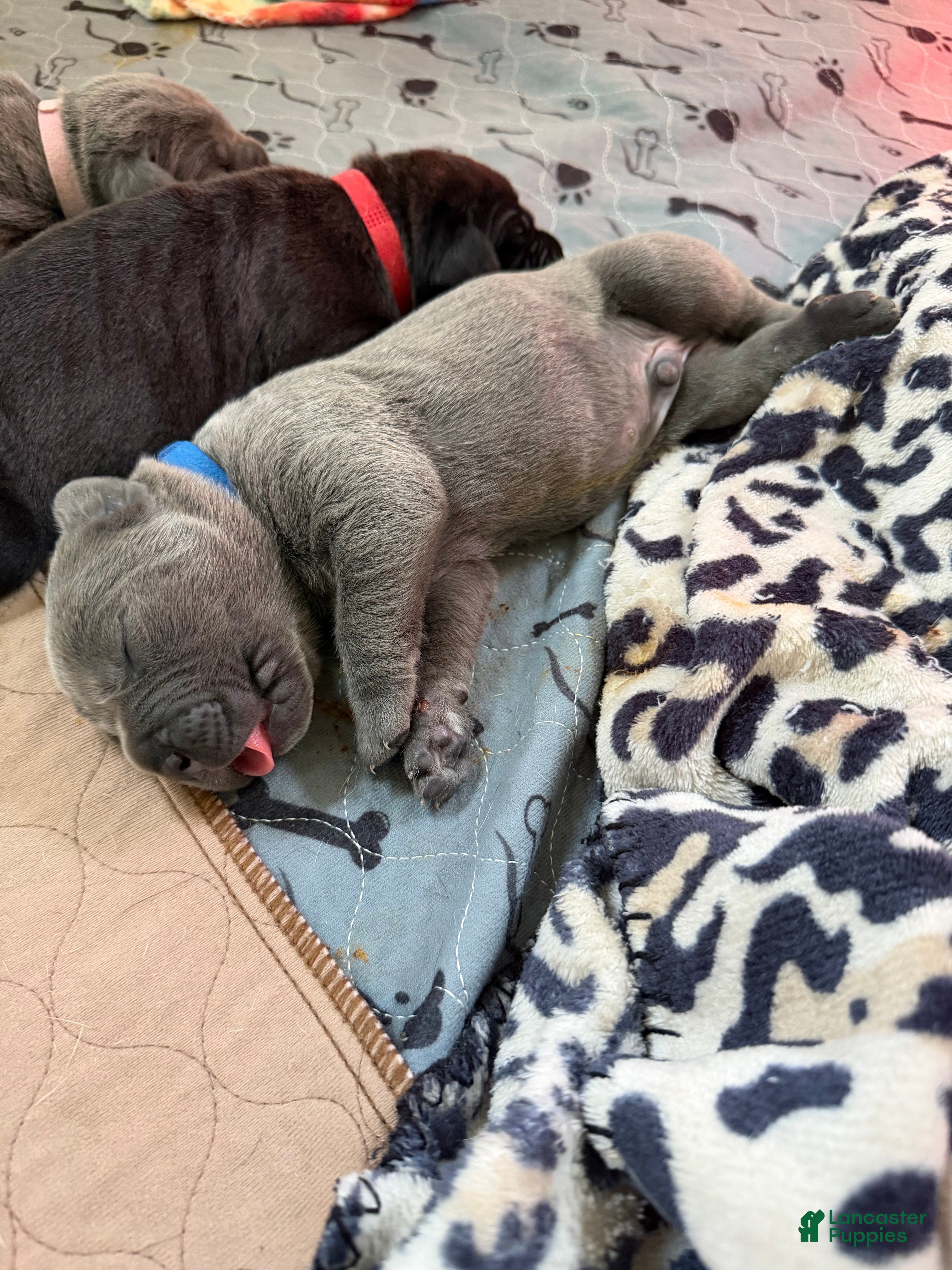 Cane Corso dogs Blue Collar  - Ad 2