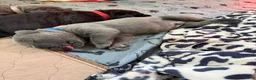 Cane Corso dogs for sale: Blue Collar  - Ad 2