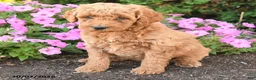 Mini Goldendoodle dogs for sale: Penny - Ad 2