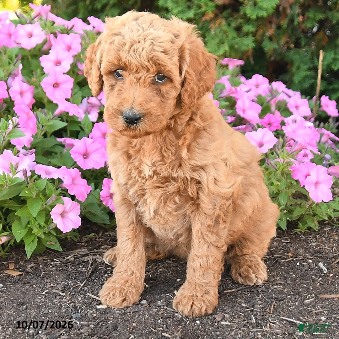 Mini Goldendoodle dogs for sale: Penny - Ad 2