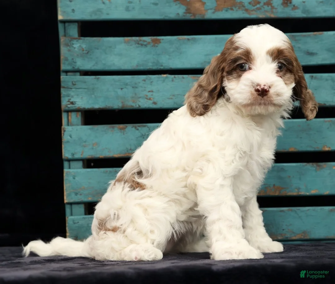 Cavapoo dogs for sale: Serena - Ad 2