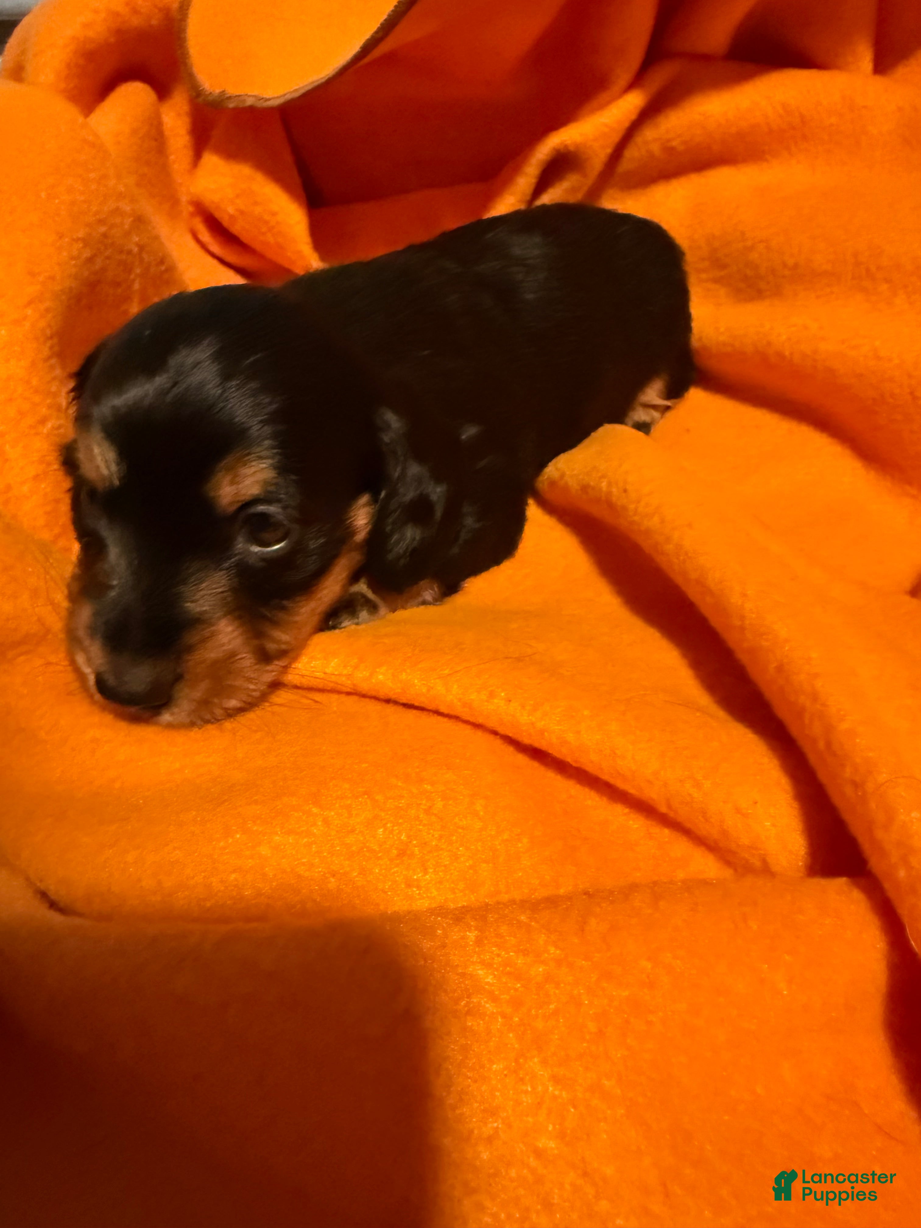 Miniature Dachshund dogs Goldie - Ad 2