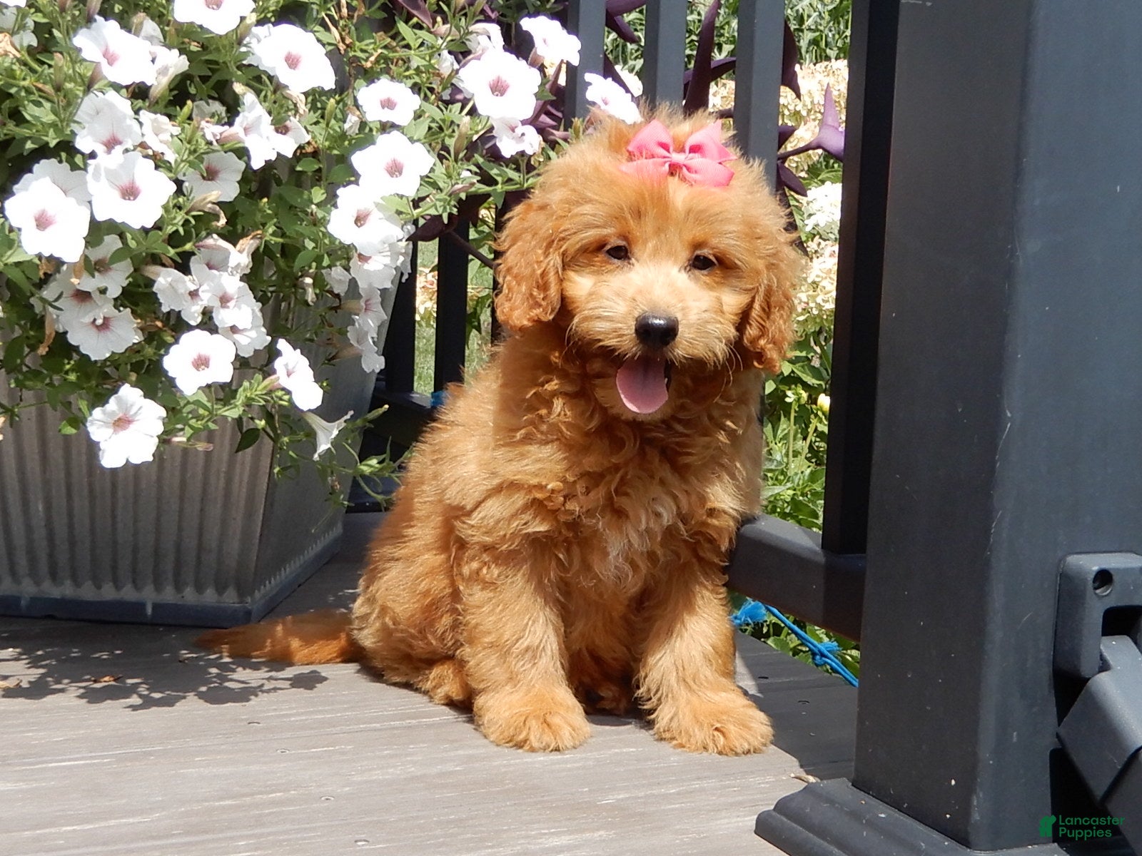 Mini Goldendoodle dogs Abby - Ad 2