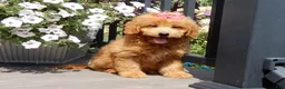 Mini Goldendoodle dogs for sale: Abby - Ad 2