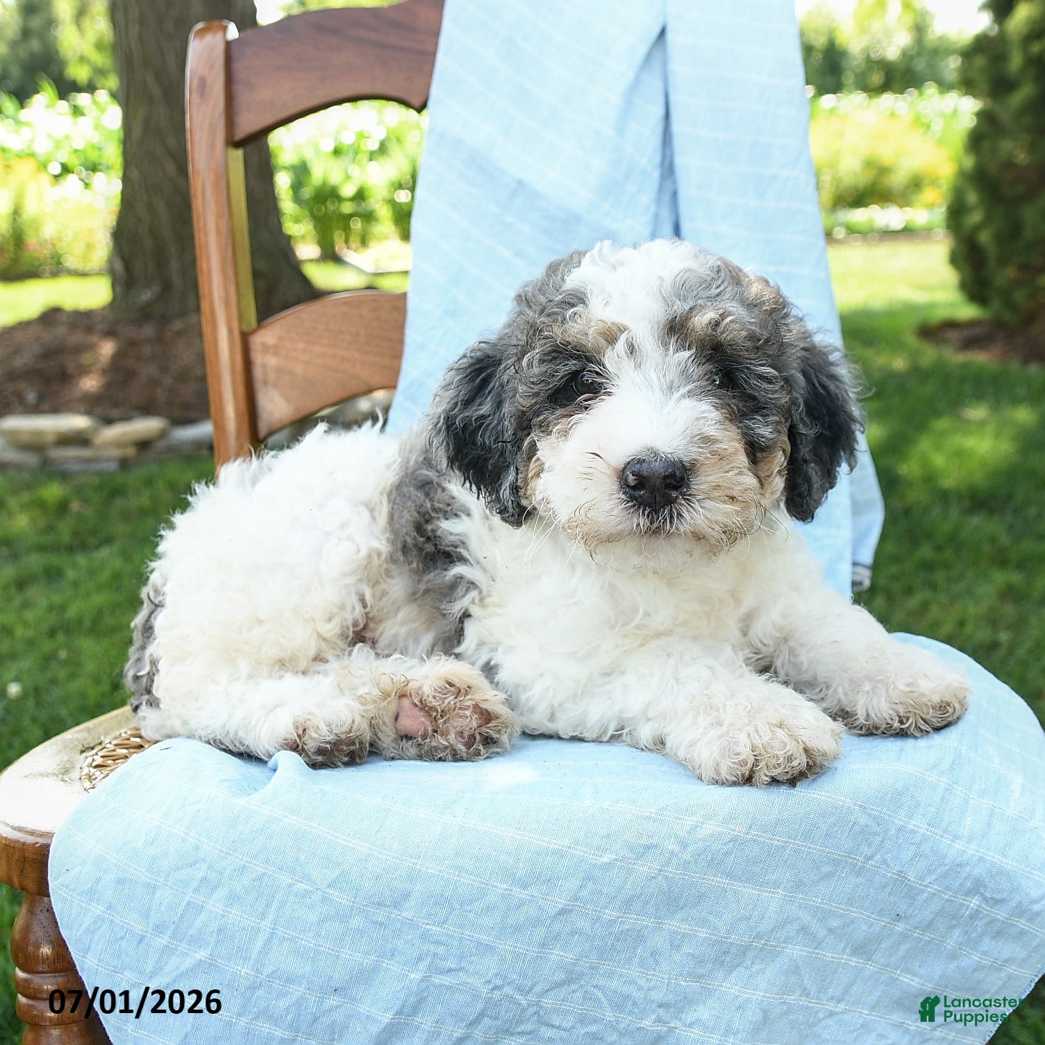 Mini Bernedoodle dogs Cooper - Ad 2