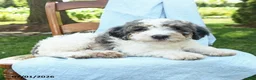 Mini Bernedoodle dogs for sale: Cooper - Ad 2