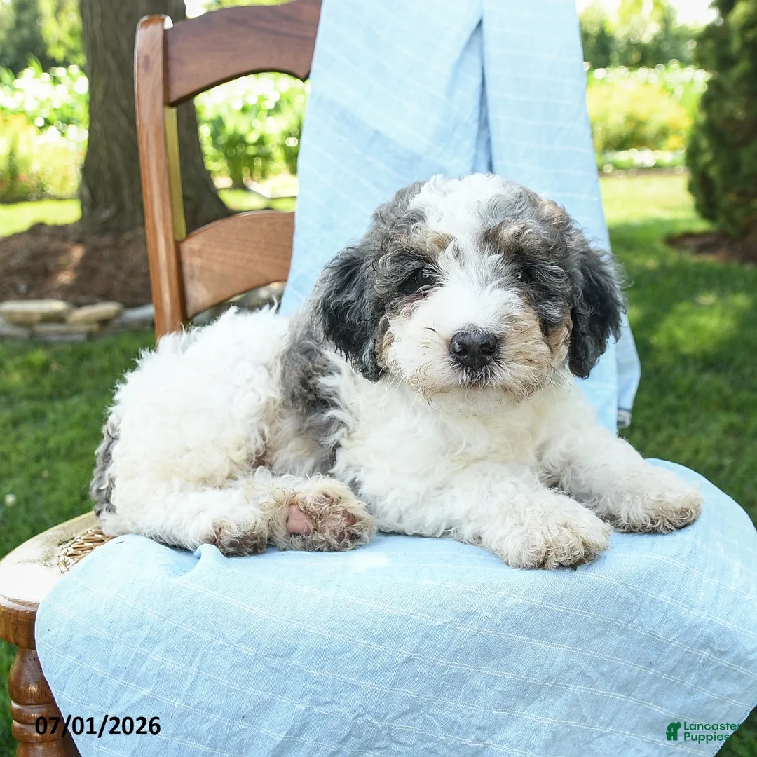 Mini Bernedoodle dogs for sale: Cooper - Ad 2