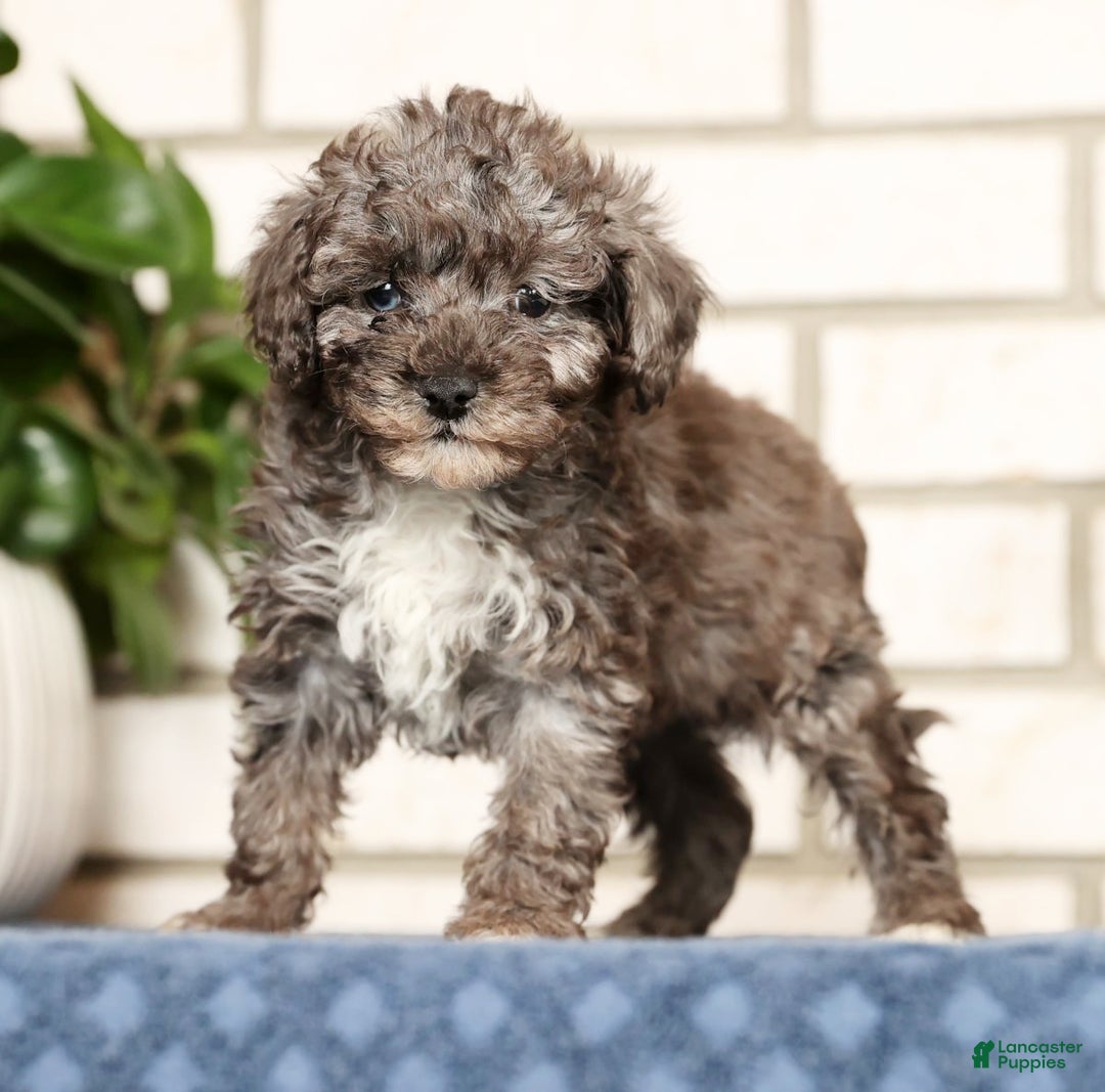 Havapoo dogs for sale: Evan - Ad 8