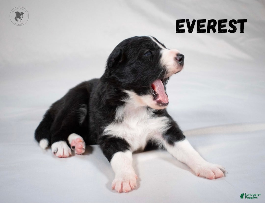 Border Collie dogs for sale: Everest  - Ad 2