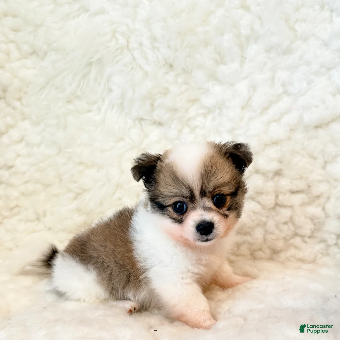 Pomapoo dogs for sale: Jasper teacup Pompoo - Ad 1