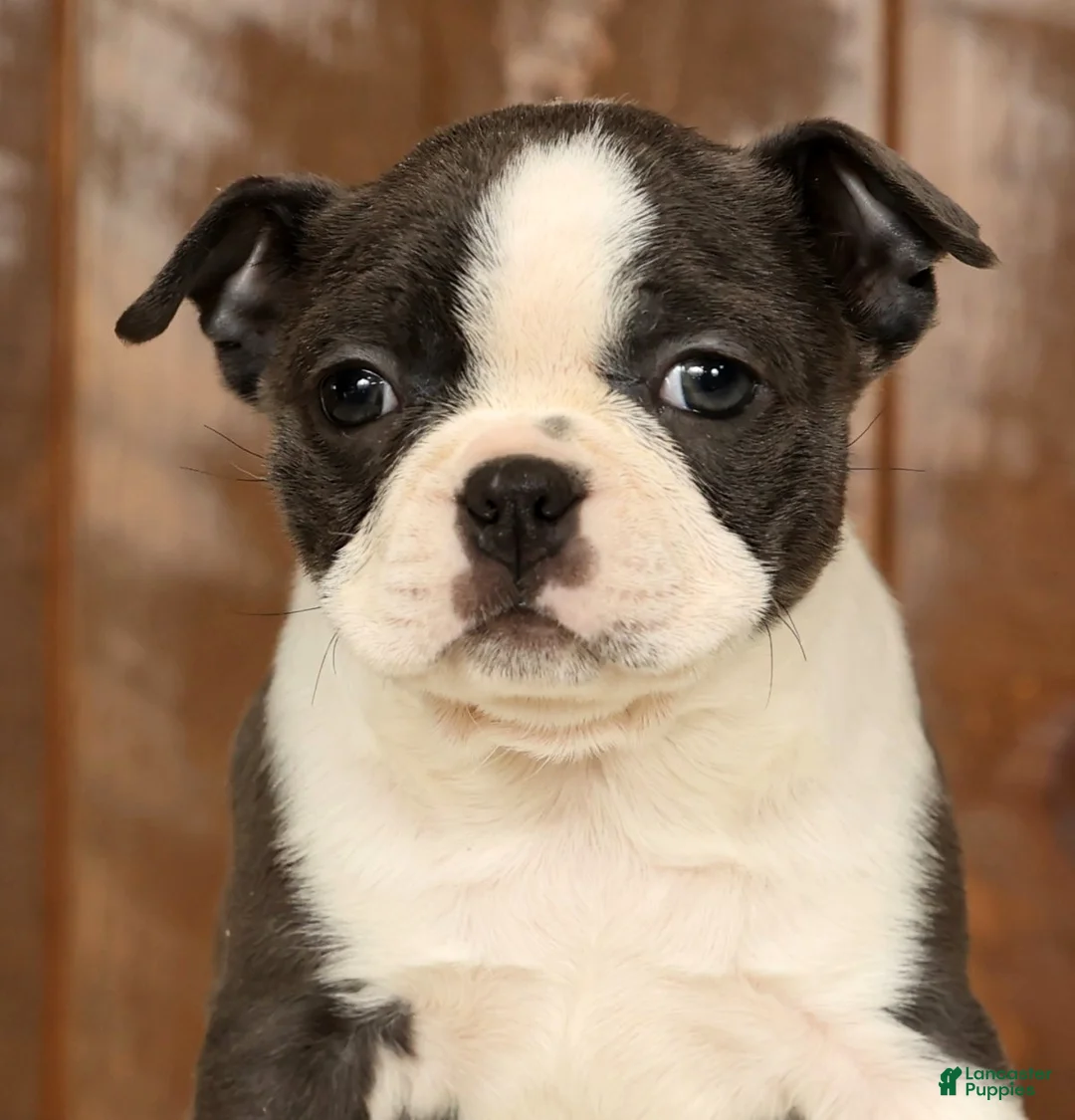 Boston Terrier dogs for sale: Rina - Ad 9